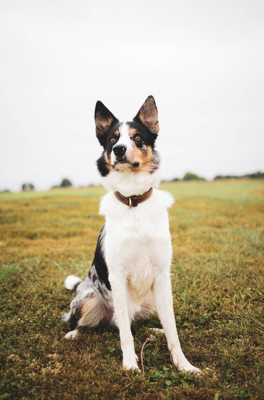 Dog Temperament