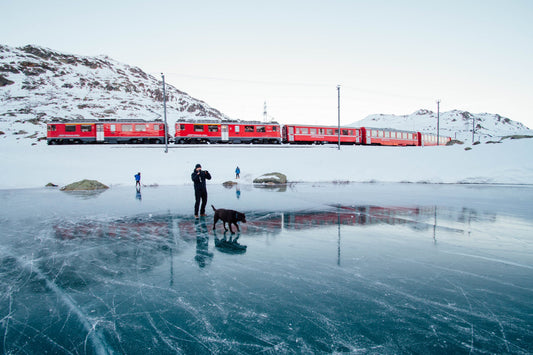 Can I Take A Dog On A Train We Explain All