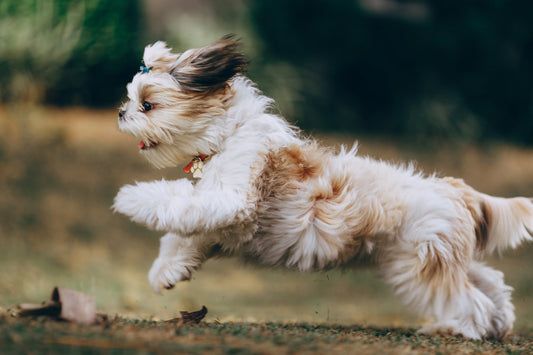 Types Of Coats Different Dogs Have