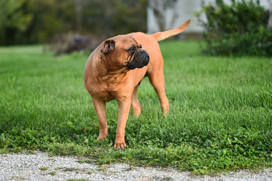 Bullmastiff Dog Breed Guide
