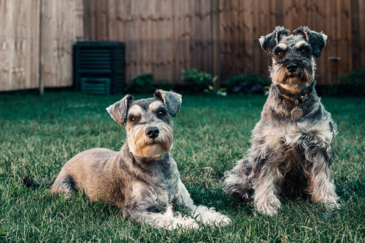 Can Dogs Sense Inequality