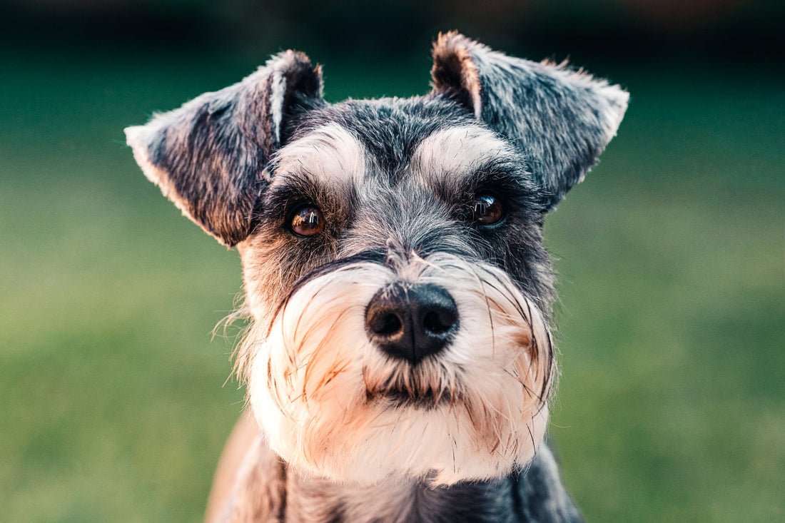 Are Dogs Colour Blind