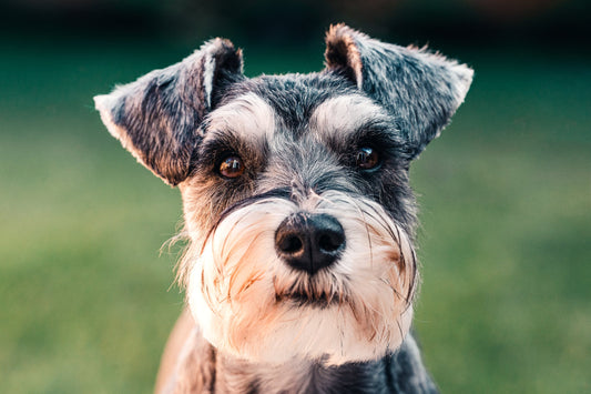 Are Dogs Colour Blind