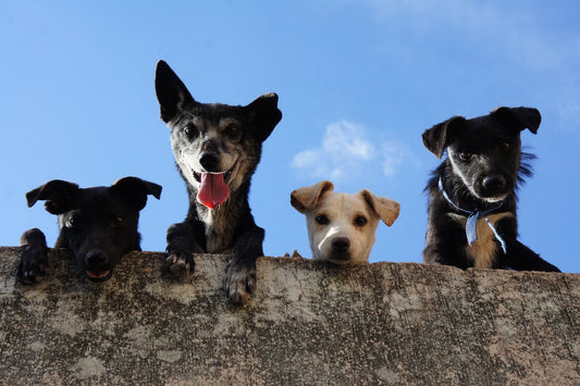 Ways To Teach Your Dog Some Manners