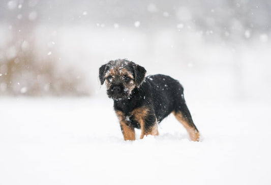 Border-Terrier Dog Breed Guide