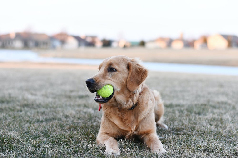 How To Teach Your Dog To Fetch