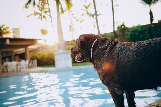 Dog Friendly Hotels
