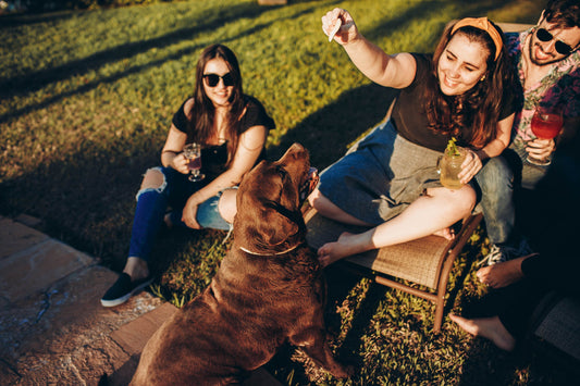 How To Manage Destructive Dogs