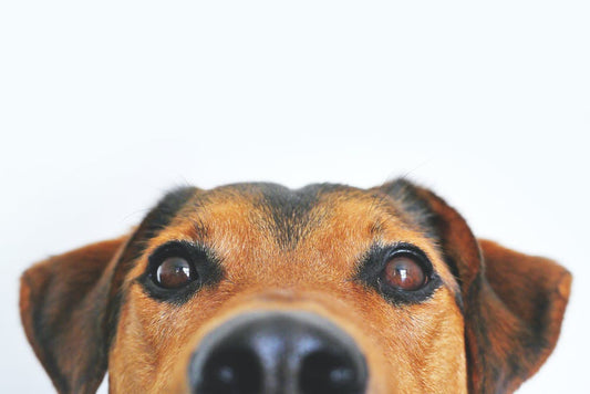 Common Behaviour Problems In Dogs