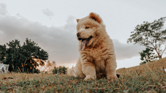 Chinese Dog Breeds