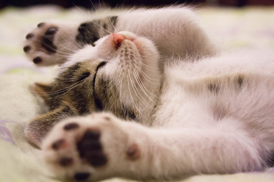 Cat Dandruff Cat Dander