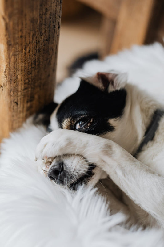 Can Dogs Smell Fear