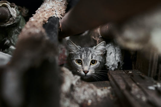 Cat Abscess Or Not