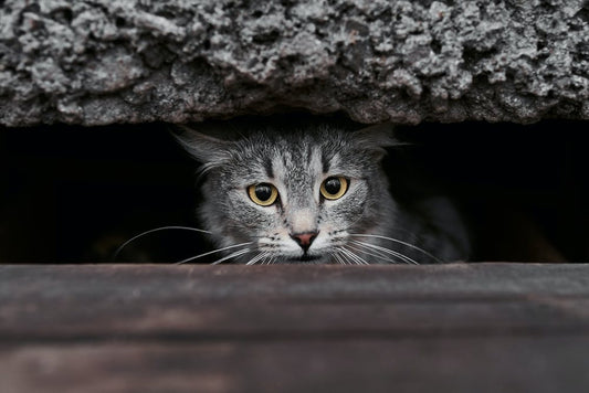 Cat Anxiety Symptoms
