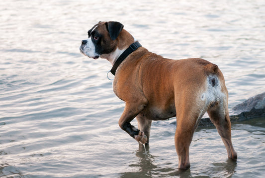 Friendly Dog Breeds
