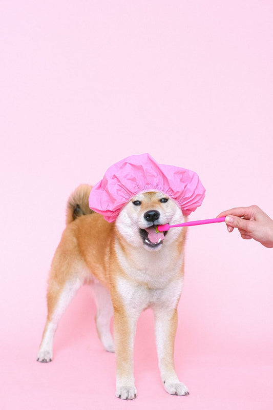 A Guide To Looking After Your Dogs Teeth