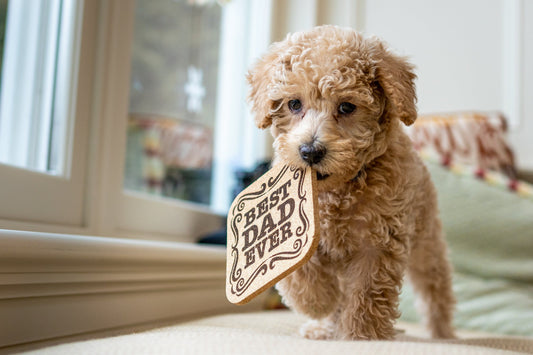 Designer Dogs