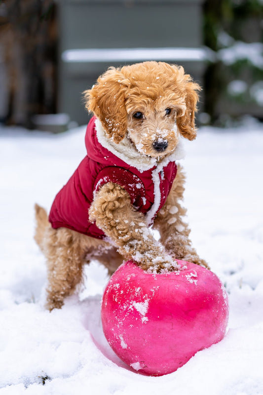 Can Dogs Get Colds
