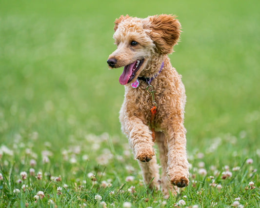 Why Dogs Like To Run In Circles