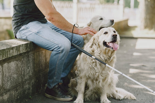 Guide Dogs