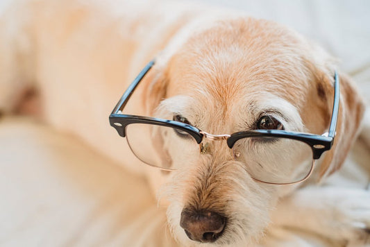 Dog Intelligence