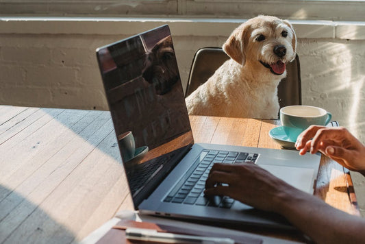 Dog Friendly Coffee Shops