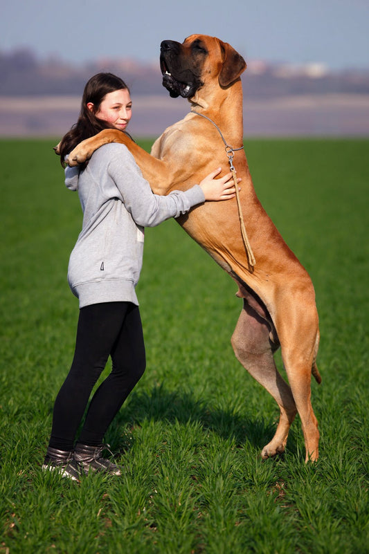 Borrowing A Dog