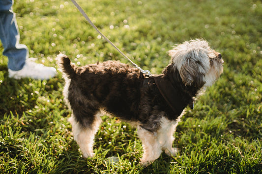 A Guide To Toilet Training Your Dog