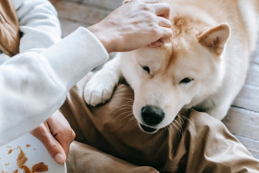 How To Stop Your Dog Begging For Food