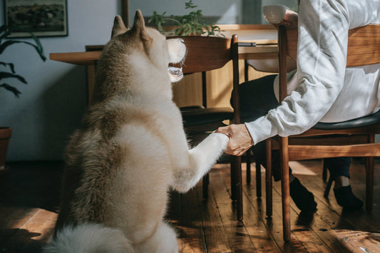 Japanese-Akita Dog Breed Guide