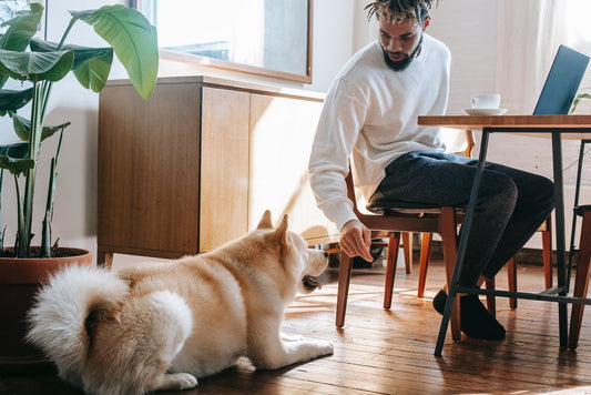 Renting A Property When You Have Dog