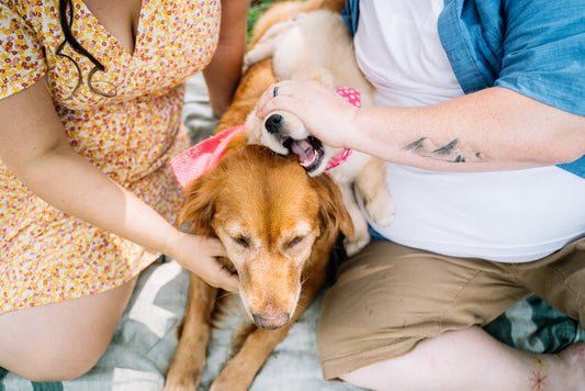 Dog Coughing
