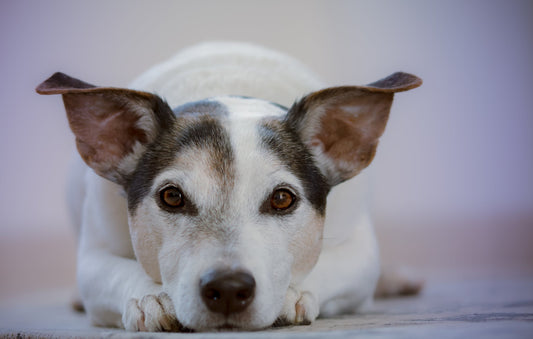 Dog Depression