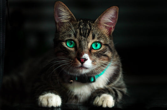 Adopting From A Cat Rescue