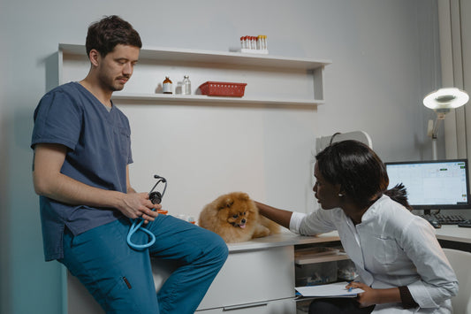 A Guide To Dog Medicines