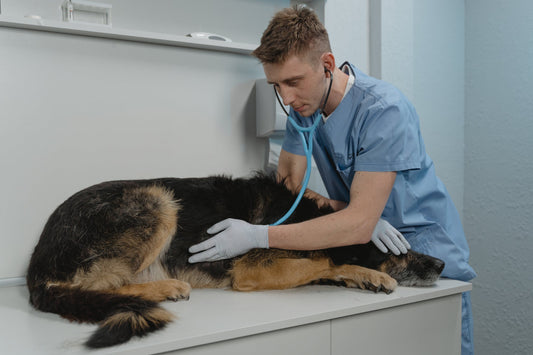 Is Your Vet Charging Too Much