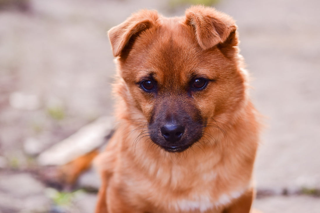 Crossbreed Dogs You Might Not Have Heard Of