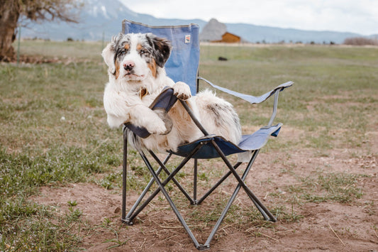 Australian-Cattle-Dog Dog Breed Guide