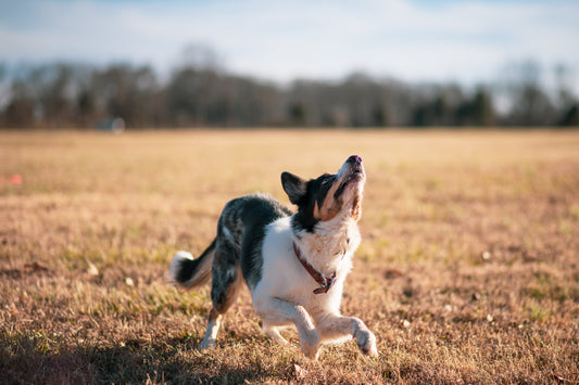 The Dangers Of Coastal Paths For Dogs