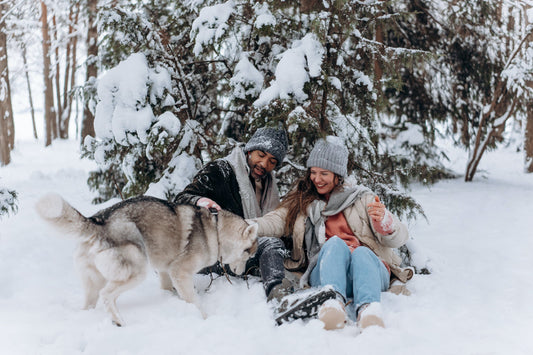 Alaskan-Malamute Dog Breed Guide