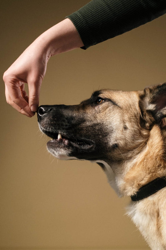 Can Dogs Smell Cancer