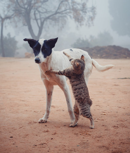 Are Cats Smarter Than Dogs