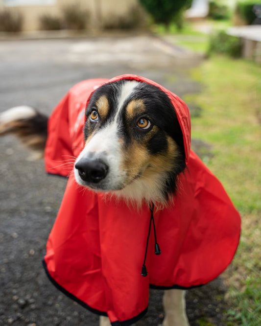 Can Dogs Have Adhd