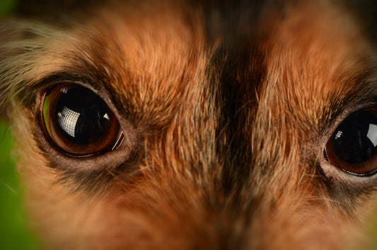 Conjunctivitis In Dogs