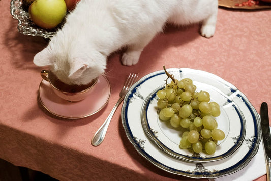 What Can Cats Eat And Drink