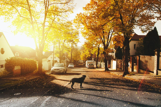 Dog Microchipping