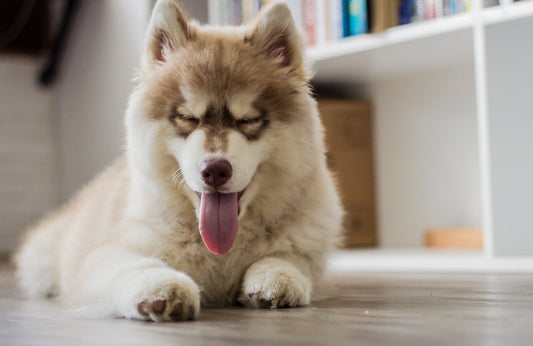 What Is Kennel Cough