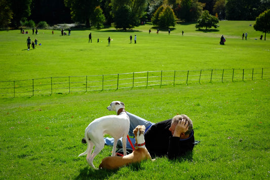 Your Responsibilities As A Dog Parent