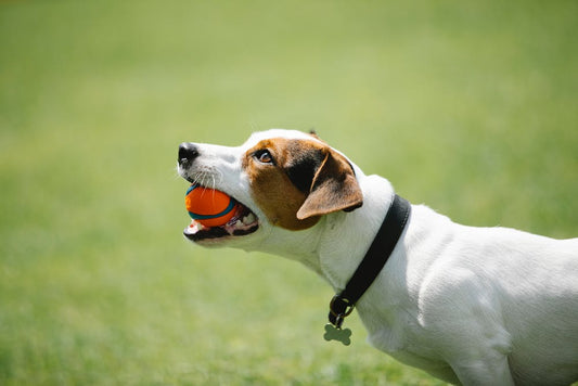 Dog Commands You Need To Know