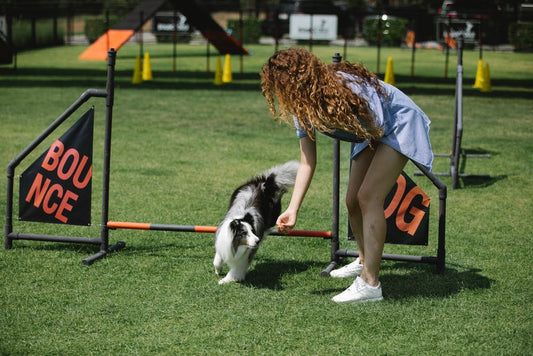 A Guide To Dog Events In The Uk